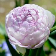 Цибулина Тюльпан Double Touch 3 шт. Яскрава Цибулина Тюльпан Double Touch 3 шт. Яскрава