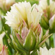 Цибулина Тюльпан Mystery Valley 3 шт. Яскрава