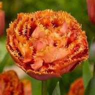 Луковица Тюльпан Sensual Touch 2 шт. Яскрава Луковица Тюльпан Sensual Touch 2 шт. Яскрава