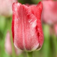 Луковица Тюльпан Hemisphere 3 шт. Яскрава Луковица Тюльпан Hemisphere 3 шт. Яскрава