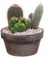Композиция Кактус микс в плошке 17/22