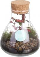Террариум в бутылке 10x14 см