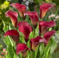 Луковица Яскрава Калла Majestic Red 1 шт. Луковица Яскрава Калла Majestic Red 1 шт.