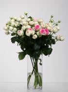 Роза Джеллато спрей (кустовая) классическая 60 см бело-розовая (Украина)