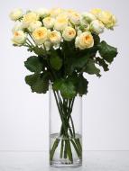 Роза Пиони Баблз спрей (кустовая) пионовидная 60 см желтая (Украина) Роза Пиони Баблз спрей (кустовая) пионовидная 60 см желтая (Украина)