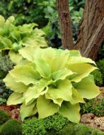 Кореневище Яскрава Хоста Piedmont Gold 1 шт.