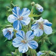 Кореневище Яскрава Герань Splish Splash 1 шт.