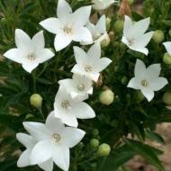 Кореневище Яскрава Платікодон Albus 1 шт.