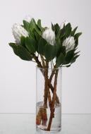 Протея Arctic Ice 50 см белая (Нидерланды)