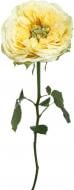 Роза Lemon Zest одноголовая пионовидная 60 см желтая (Нидерланды)