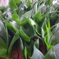 Растение Сансевиерия 9х20 Black Dragon