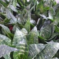 Растение Сансевиерия 9х25 Zeylanica