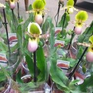 Рослина Пафіопеділум (орхідея) 11х25 Pinocchio