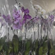 Рослина Фаленопсис (орхідея) гранді 15х100 1 стовбур мікс (Florious Orchids)