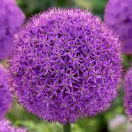 Цибулина Яскрава Аліум Gladiator 3 шт.