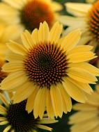 Корневище эхинацеи Пурпуреа Милоу Елоу 1 шт.