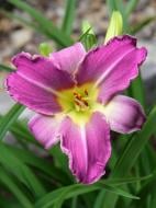 Корневище лилейника Блу Шин 1 шт.