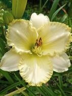 Кореневище лілійника Вілла Ванілла 1 шт.