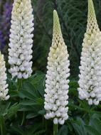 Кореневище люпина Рассел білий 1 шт.