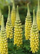 Кореневище люпина Рассел жовтий 1 шт.