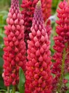 Кореневище люпина Рассел червоний 1 шт.