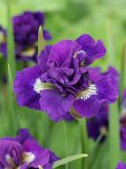 Кореневище півника Кебум 1 шт. Кореневище півника Кебум 1 шт.