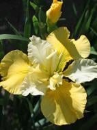 Кореневище півника Саме Ревелс 1 шт. Кореневище півника Саме Ревелс 1 шт.