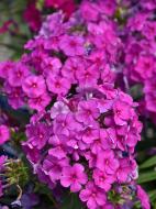 Кореневище флокса Пьорпл Парадайз 1 шт.