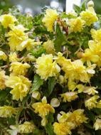 Бульба бегонії пендули Жовтої 1 шт. Бульба бегонії пендули Жовтої 1 шт.