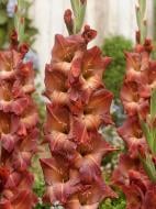 Бульбоцибулина гладіолуса Мохікан 3 шт.