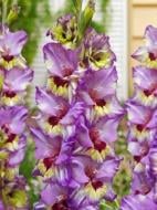 Бульбоцибулина гладіолуса Фанні Фіктіон 3 шт.