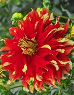 Коренебульба жоржини дінеплейт Бодейшіоус 1 шт. Коренебульба жоржини дінеплейт Бодейшіоус 1 шт.