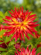 Коренебульба жоржини кактусової Бора Бора 1 шт. Коренебульба жоржини кактусової Бора Бора 1 шт.