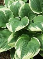 Корневище хоста Роберс Фрост 1 шт. Корневище хоста Роберс Фрост 1 шт.