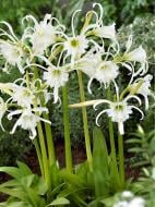 Луковица исмене фесталис 1 шт.