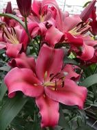 Луковица лилии ОТ Ред Дизаэ 1 шт.