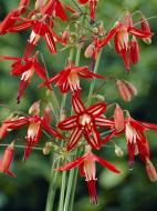 Цибулина бессери елеганс 3 шт.
