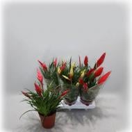 Растение Вриезия 12х35 мультифлора микс