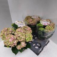 Растение Гортензия 15х40 Rembrandt нежно-розовая