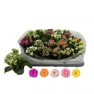 Растение Каланхое каландива 06х12 микс (Queen)