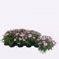 Растение Хризантема 12х20 садовая розовая