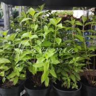 Растение Гортензия метельчатая 19*40-50 Little Spooky (пр-во Украина)