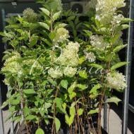 Растение Гортензия метельчатая 25*100-150 Phantom (пр-во Украина)