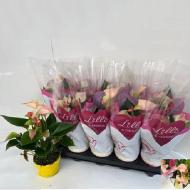 Растение Антуриум 10х30 розовый Matata