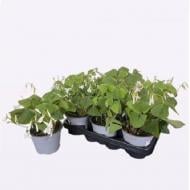 Растение Оксалис (кислица) треугольная 13х20 Растение Оксалис (кислица) треугольная 13х20