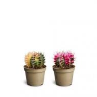 Растение Кактус 06х10 Gymnocalycium mihanovichii Variegata Растение Кактус 06х10 Gymnocalycium mihanovichii Variegata
