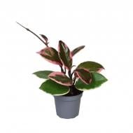 Растение Хойя 06х08 Flamingo Dream Растение Хойя 06х08 Flamingo Dream