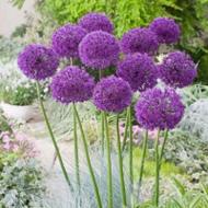 Луковица декоративная Purple Sensation 1 шт.