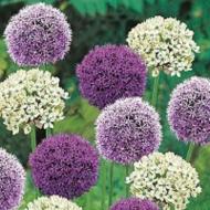 Луковица декоративная Purple & White смесь 2 шт.
