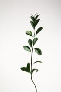 Рускус Aculeatus 30 см зелений (Україна)